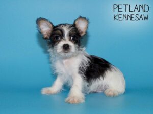 Morkie-DOG-Male-Blk and White-25608-Petland Kennesaw, Georgia