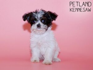Morkie-DOG-Female-Blk and White-25609-Petland Kennesaw, Georgia