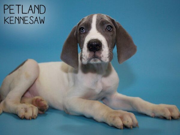 Great Dane DOG Male Blue 25644 Petland Kennesaw, Georgia