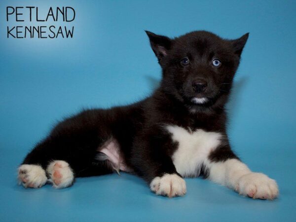 Pomsky DOG Male Black / White 25637 Petland Kennesaw, Georgia