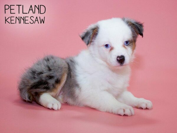 Miniature Australian Shepherd-DOG-Female-BLUE MERLE-25632-Petland Kennesaw, Georgia