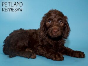 Labradoodle-DOG-Male-Chocolate-25627-Petland Kennesaw, Georgia