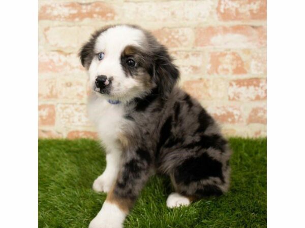 Miniature Australian Shepherd-DOG-Male-Blue Merle-25682-Petland Kennesaw, Georgia