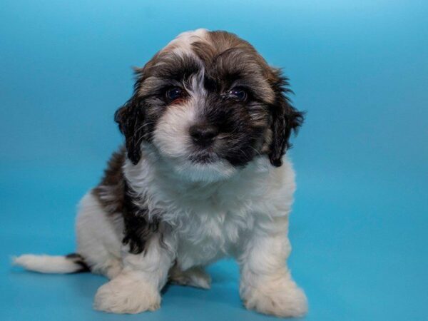 Havanese DOG Male BROWN WH 25655 Petland Kennesaw, Georgia