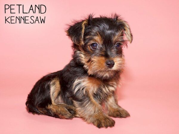 Yorkshire Terrier DOG Female Blk and Tan 25716 Petland Kennesaw, Georgia