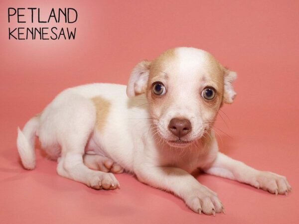 Chihuahua-DOG-Female-White and Tan-25714-Petland Kennesaw, Georgia