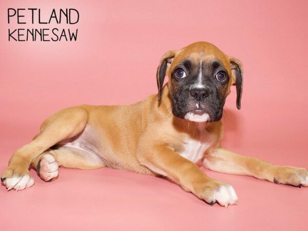 Boxer-DOG-Female-Fawn with Black Mask-25707-Petland Kennesaw, Georgia