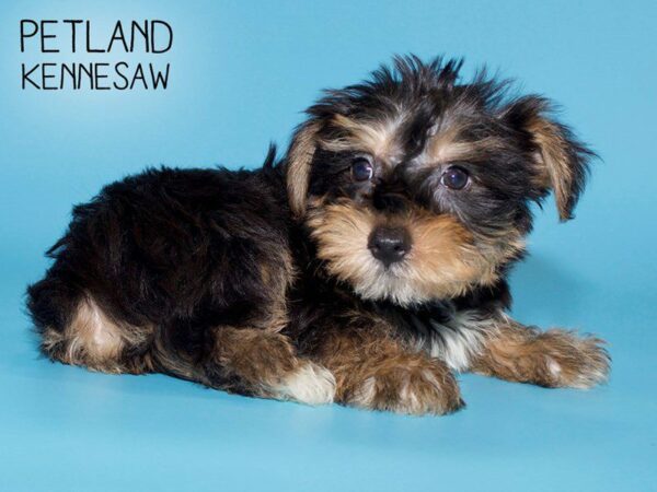 Yorkshire Terrier DOG Male BLK TAN 25694 Petland Kennesaw, Georgia