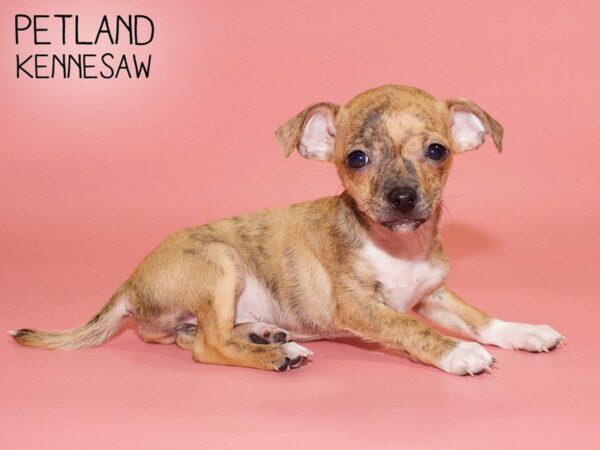 Chihuahua-DOG-Female-brdl, wh mkgs-25685-Petland Kennesaw, Georgia