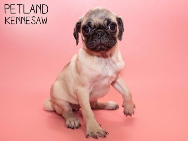 Pug DOG Female FAWN 25733 Petland Kennesaw, Georgia