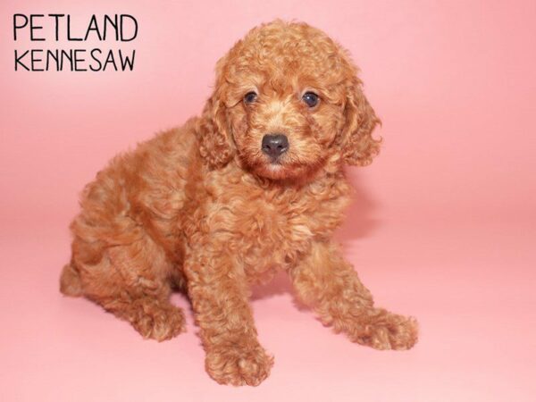 Miniature Poodle DOG Female RED 25731 Petland Kennesaw, Georgia