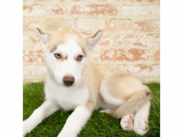 Siberian Husky DOG Female Red / White 25760 Petland Kennesaw, Georgia