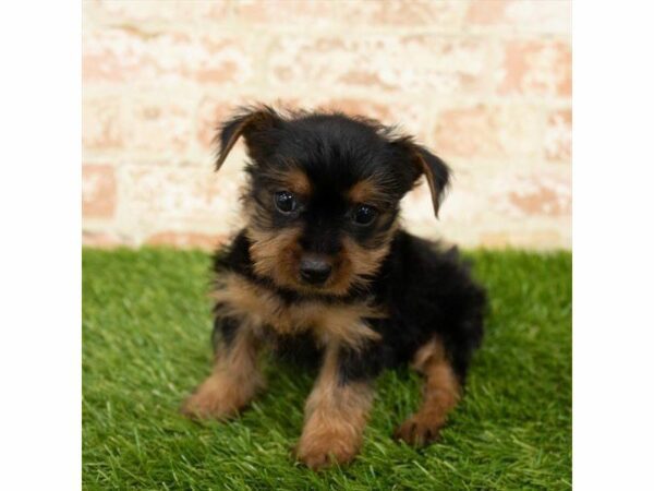 Yorkshire Terrier DOG Female Black / Tan 25771 Petland Kennesaw, Georgia