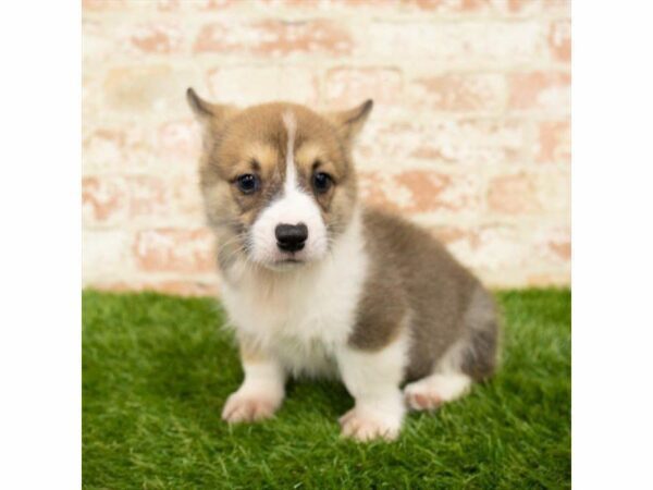 Pembroke Welsh Corgi DOG Male Sable / White 25766 Petland Kennesaw, Georgia