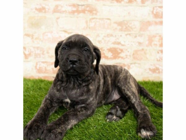 Neapolitan Mastiff/English Mastiff DOG Female Brindle 25762 Petland Kennesaw, Georgia