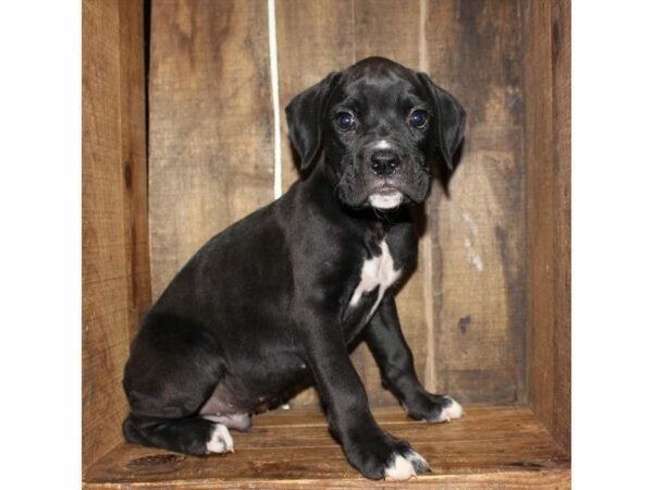 Boxer DOG Male Black 25755 Petland Kennesaw, Georgia