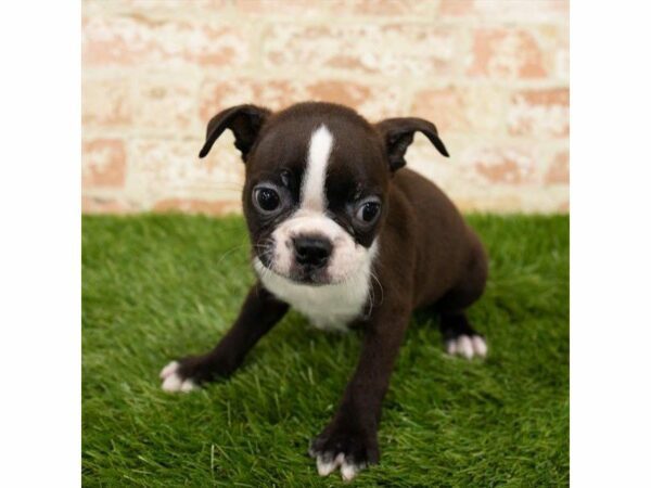 Boston Terrier DOG Male Seal / White 25769 Petland Kennesaw, Georgia