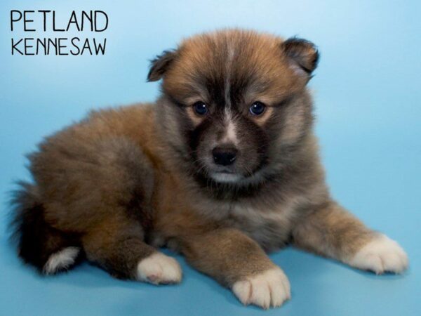 Pomsky DOG Male SABLE WH 25753 Petland Kennesaw, Georgia