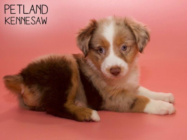 Miniature Australian Shepherd-DOG-Female-RED MERLE-25749-Petland Kennesaw, Georgia