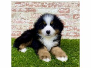 Bernese Mountain Dog-DOG-Male-Black / Rust-25789-Petland Kennesaw, Georgia