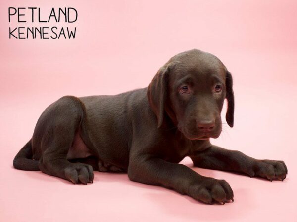 Labrador Retriever DOG Female Chocolate 25777 Petland Kennesaw, Georgia