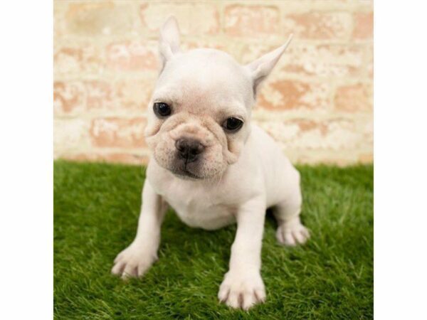 French Bulldog DOG Female White 25817 Petland Kennesaw, Georgia