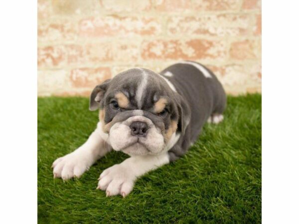 English Bulldog DOG Male Blue 25818 Petland Kennesaw, Georgia