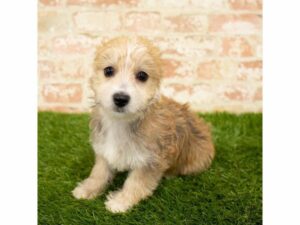 Morkie-DOG-Female-Gold-25813-Petland Kennesaw, Georgia
