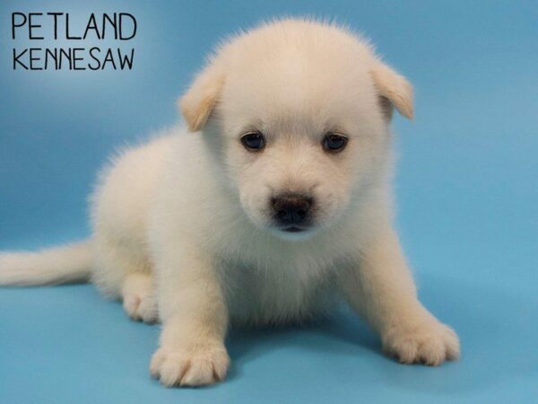 Pomsky DOG Male CREAM WHITE 25803 Petland Kennesaw, Georgia