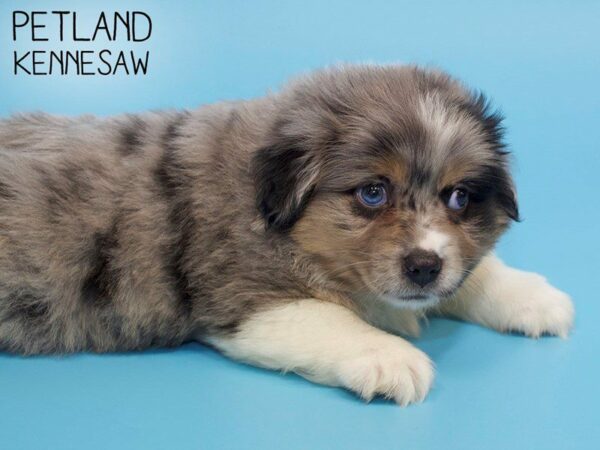 Miniature Australian Shepherd-DOG-Male-BLUE MERLE-25802-Petland Kennesaw, Georgia