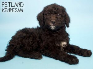 Labradoodle-DOG-Male-Black White-25801-Petland Kennesaw, Georgia