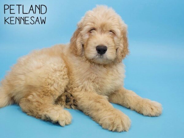 Goldendoodle DOG Male Golden 25800 Petland Kennesaw, Georgia