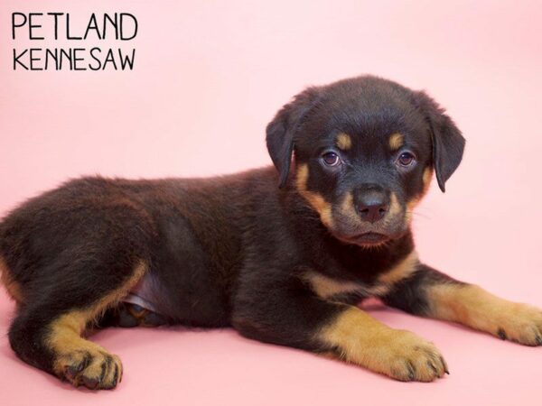 Rottweiler-DOG-Female-Black & Tan-25799-Petland Kennesaw, Georgia