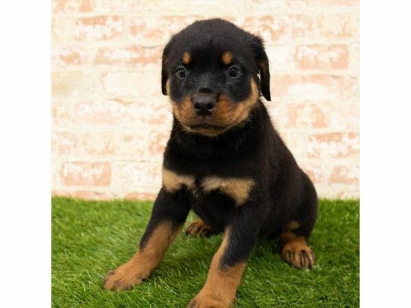 Rottweiler DOG Male Black / Rust 25840 Petland Kennesaw, Georgia