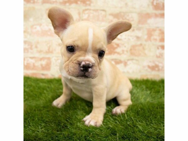 French Bulldog DOG Female Cream 25837 Petland Kennesaw, Georgia