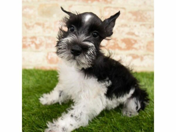 Miniature Schnauzer DOG Male Black / White 25856 Petland Kennesaw, Georgia