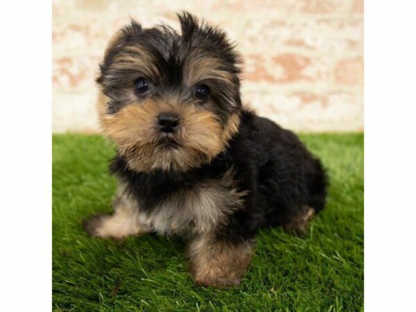 Yorkshire Terrier DOG Male Black / Tan 25868 Petland Kennesaw, Georgia