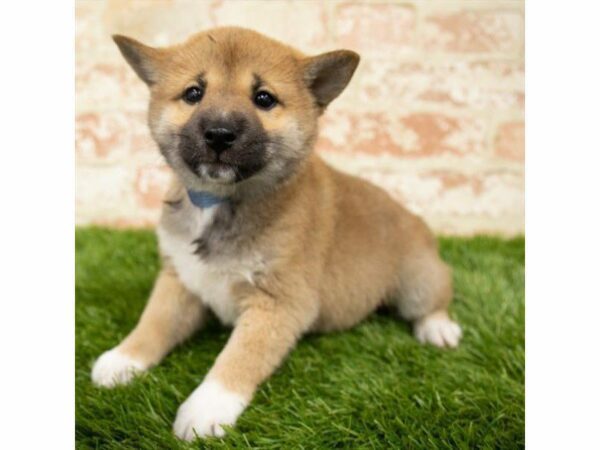 Shiba Inu DOG Female Red Sesame 25872 Petland Kennesaw, Georgia