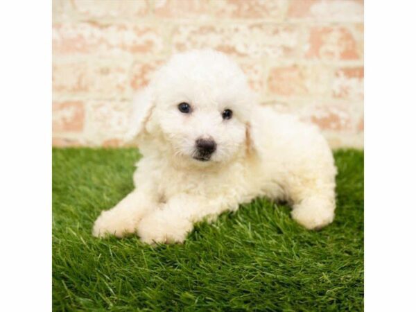 Bichon Frise DOG Male White 25854 Petland Kennesaw, Georgia