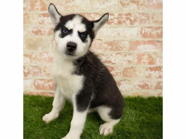 Siberian Husky DOG Male Black / White 25850 Petland Kennesaw, Georgia