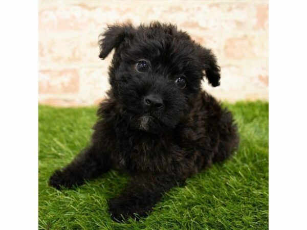 Yorkiepoo DOG Male Black 25857 Petland Kennesaw, Georgia