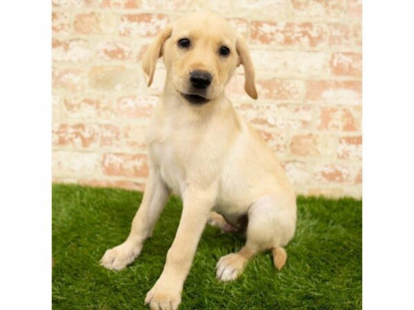 Labrador Retriever DOG Male Yellow 25898 Petland Kennesaw, Georgia