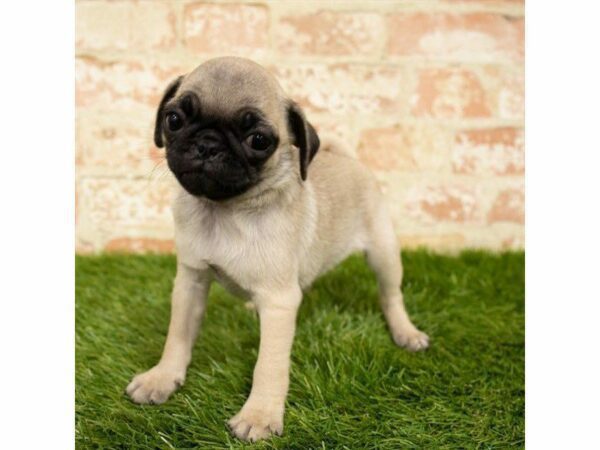 Pug DOG Female Fawn 25894 Petland Kennesaw, Georgia