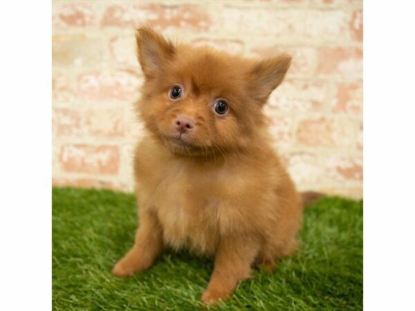 Pomeranian DOG Female Red 25891 Petland Kennesaw, Georgia