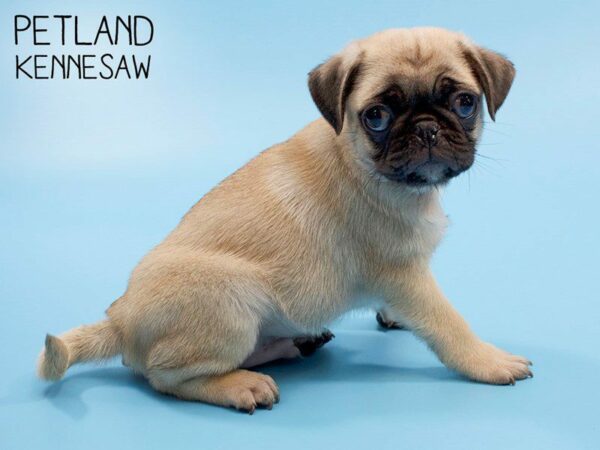 Pug DOG Male FAWN 25884 Petland Kennesaw, Georgia