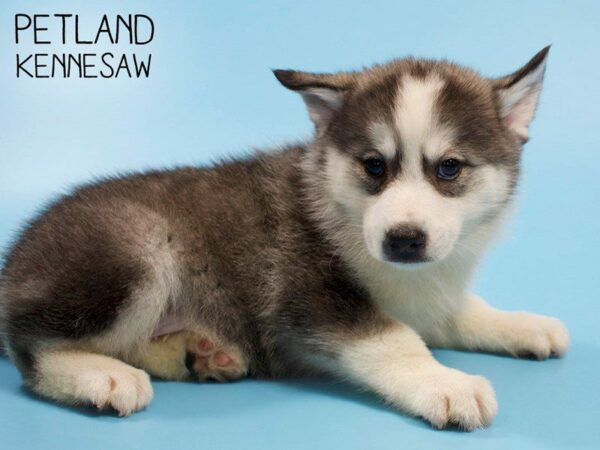 Huskimo-DOG-Male-BLK WHITE-25881-Petland Kennesaw, Georgia