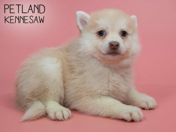 Pomsky DOG Female RED WH 25924 Petland Kennesaw, Georgia