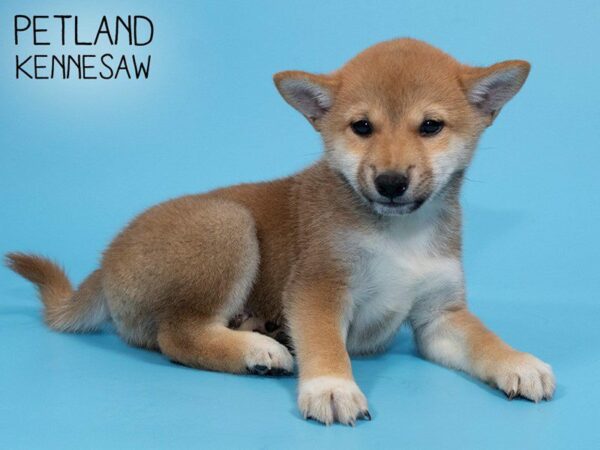 Shiba Inu DOG Male RED 25923 Petland Kennesaw, Georgia