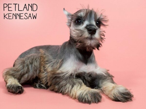 Miniature Schnauzer DOG Female SALT PEPPER 25918 Petland Kennesaw, Georgia