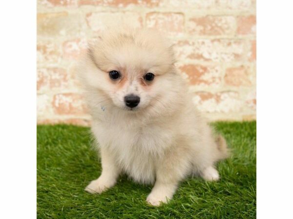 Pomeranian DOG Male Cream 25952 Petland Kennesaw, Georgia